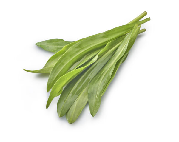 lamsoor