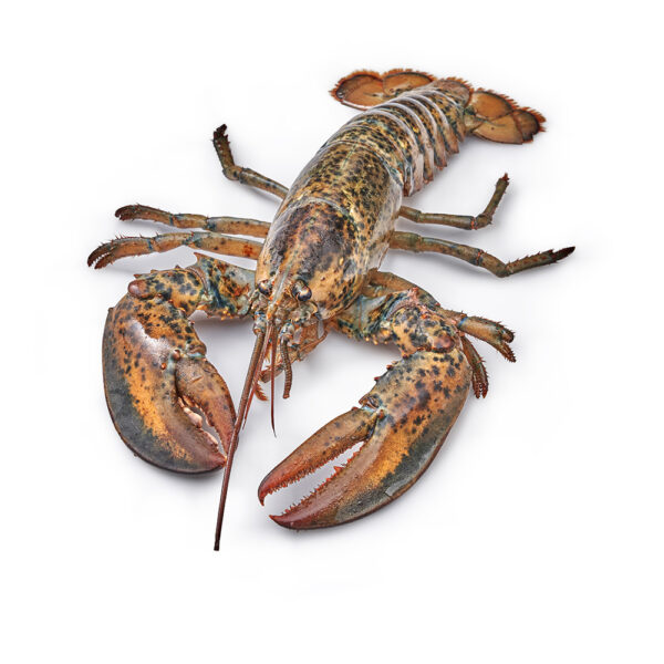 Canadese kreeft - Afbeelding 3