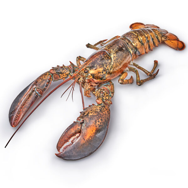 Canadese kreeft - Afbeelding 2